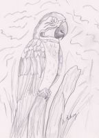 Bird in paradise